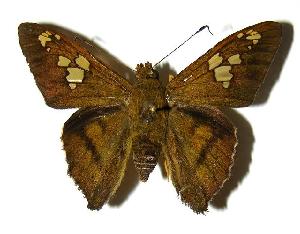  ( - 05-SRNP-47054)  @14 [ ] CreativeCommons - Attribution Non-Commercial Share-Alike (2006) Daniel H. Janzen Guanacaste Dry Forest Conservation Fund