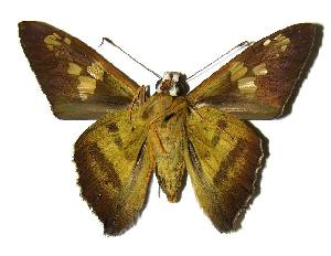  ( - 05-SRNP-47054)  @14 [ ] CreativeCommons - Attribution Non-Commercial Share-Alike (2006) Daniel H. Janzen Guanacaste Dry Forest Conservation Fund