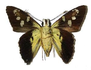  ( - 05-SRNP-47456)  @14 [ ] CreativeCommons - Attribution Non-Commercial Share-Alike (2006) Daniel H. Janzen Guanacaste Dry Forest Conservation Fund