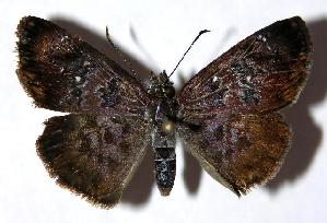  ( - 05-SRNP-6575)  @14 [ ] CreativeCommons - Attribution Non-Commercial Share-Alike (2006) Daniel H. Janzen Guanacaste Dry Forest Conservation Fund