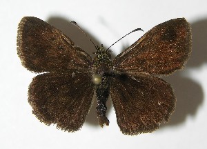  ( - 02-SRNP-27769)  @14 [ ] CreativeCommons - Attribution Non-Commercial Share-Alike (2013) Daniel H. Janzen Guanacaste Dry Forest Conservation Fund