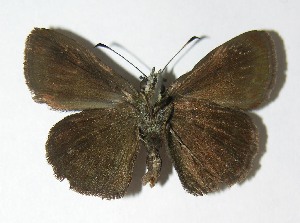  ( - 02-SRNP-27769)  @14 [ ] CreativeCommons - Attribution Non-Commercial Share-Alike (2013) Daniel H. Janzen Guanacaste Dry Forest Conservation Fund