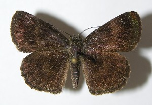  ( - 02-SRNP-28722)  @14 [ ] CreativeCommons - Attribution Non-Commercial Share-Alike (2013) Daniel H. Janzen Guanacaste Dry Forest Conservation Fund