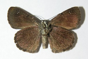  ( - 02-SRNP-28722)  @14 [ ] CreativeCommons - Attribution Non-Commercial Share-Alike (2013) Daniel H. Janzen Guanacaste Dry Forest Conservation Fund