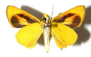  ( - 02-SRNP-28821)  @12 [ ] CreativeCommons - Attribution Non-Commercial Share-Alike (2006) Daniel H. Janzen Guanacaste Dry Forest Conservation Fund