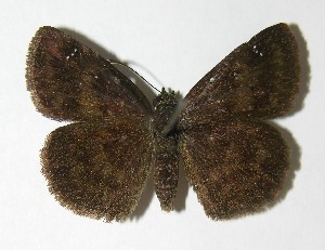  ( - 02-SRNP-5769)  @14 [ ] CreativeCommons - Attribution Non-Commercial Share-Alike (2013) Daniel H. Janzen Guanacaste Dry Forest Conservation Fund