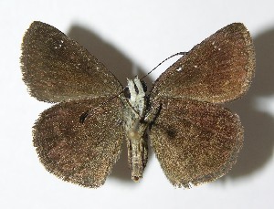  ( - 02-SRNP-5769)  @14 [ ] CreativeCommons - Attribution Non-Commercial Share-Alike (2013) Daniel H. Janzen Guanacaste Dry Forest Conservation Fund