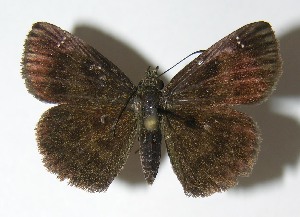  ( - 03-SRNP-2728)  @14 [ ] CreativeCommons - Attribution Non-Commercial Share-Alike (2013) Daniel H. Janzen Guanacaste Dry Forest Conservation Fund