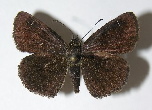  ( - 04-SRNP-22251)  @14 [ ] CreativeCommons - Attribution Non-Commercial Share-Alike (2013) Daniel H. Janzen Guanacaste Dry Forest Conservation Fund