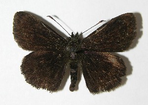  ( - 04-SRNP-22252)  @14 [ ] CreativeCommons - Attribution Non-Commercial Share-Alike (2013) Daniel H. Janzen Guanacaste Dry Forest Conservation Fund