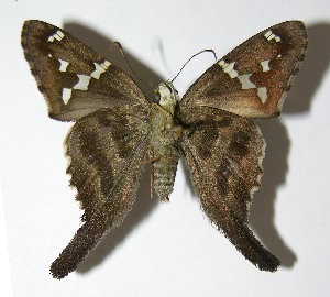  ( - 05-SRNP-19630)  @14 [ ] CreativeCommons - Attribution Non-Commercial Share-Alike (2013) Daniel H. Janzen Guanacaste Dry Forest Conservation Fund