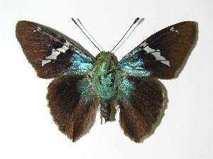  ( - 05-SRNP-45111)  @14 [ ] CreativeCommons - Attribution Non-Commercial Share-Alike (2013) Daniel H. Janzen Guanacaste Dry Forest Conservation Fund