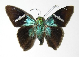  ( - 05-SRNP-45112)  @14 [ ] CreativeCommons - Attribution Non-Commercial Share-Alike (2013) Daniel H. Janzen Guanacaste Dry Forest Conservation Fund