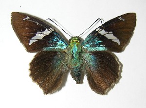  ( - 05-SRNP-45125)  @14 [ ] CreativeCommons - Attribution Non-Commercial Share-Alike (2013) Daniel H. Janzen Guanacaste Dry Forest Conservation Fund