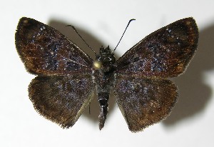  ( - 06-SRNP-3708)  @14 [ ] CreativeCommons - Attribution Non-Commercial Share-Alike (2013) Daniel H. Janzen Guanacaste Dry Forest Conservation Fund