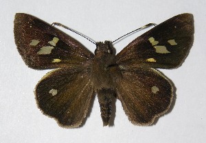  ( - 06-SRNP-450)  @14 [ ] CreativeCommons - Attribution Non-Commercial Share-Alike (2013) Daniel H. Janzen Guanacaste Dry Forest Conservation Fund