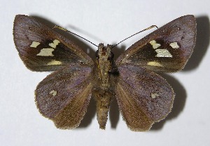  ( - 06-SRNP-450)  @14 [ ] CreativeCommons - Attribution Non-Commercial Share-Alike (2013) Daniel H. Janzen Guanacaste Dry Forest Conservation Fund