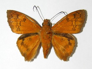  ( - 06-SRNP-517)  @14 [ ] CreativeCommons - Attribution Non-Commercial Share-Alike (2013) Daniel H. Janzen Guanacaste Dry Forest Conservation Fund