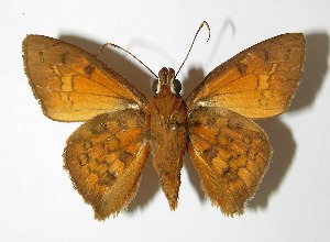  ( - 06-SRNP-517)  @14 [ ] CreativeCommons - Attribution Non-Commercial Share-Alike (2013) Daniel H. Janzen Guanacaste Dry Forest Conservation Fund