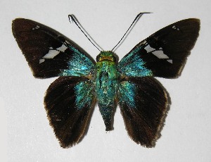  ( - 06-SRNP-55035)  @14 [ ] CreativeCommons - Attribution Non-Commercial Share-Alike (2013) Daniel H. Janzen Guanacaste Dry Forest Conservation Fund