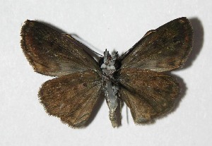  ( - 06-SRNP-55120)  @14 [ ] CreativeCommons - Attribution Non-Commercial Share-Alike (2013) Daniel H. Janzen Guanacaste Dry Forest Conservation Fund