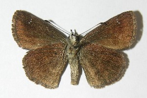  ( - 02-SRNP-5531)  @14 [ ] CreativeCommons - Attribution Non-Commercial Share-Alike (2013) Daniel H. Janzen Guanacaste Dry Forest Conservation Fund