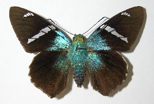  ( - 03-SRNP-22051)  @14 [ ] CreativeCommons - Attribution Non-Commercial Share-Alike (2013) Daniel H. Janzen Guanacaste Dry Forest Conservation Fund