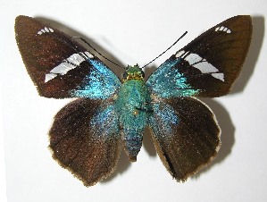  ( - 03-SRNP-3011)  @14 [ ] CreativeCommons - Attribution Non-Commercial Share-Alike (2013) Daniel H. Janzen Guanacaste Dry Forest Conservation Fund