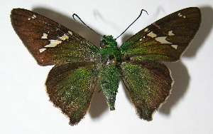  ( - 06-SRNP-56333)  @14 [ ] CreativeCommons - Attribution Non-Commercial Share-Alike (2013) Daniel H. Janzen Guanacaste Dry Forest Conservation Fund