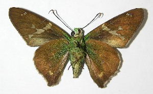  ( - 06-SRNP-56333)  @14 [ ] CreativeCommons - Attribution Non-Commercial Share-Alike (2013) Daniel H. Janzen Guanacaste Dry Forest Conservation Fund