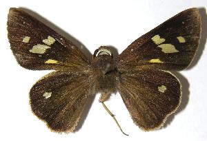  ( - 06-SRNP-32424)  @14 [ ] CreativeCommons - Attribution Non-Commercial Share-Alike (2006) Daniel H. Janzen Guanacaste Dry Forest Conservation Fund