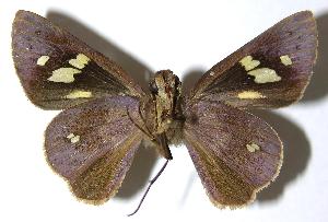  ( - 06-SRNP-32424)  @14 [ ] CreativeCommons - Attribution Non-Commercial Share-Alike (2006) Daniel H. Janzen Guanacaste Dry Forest Conservation Fund