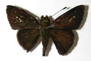  ( - 06-SRNP-35553)  @14 [ ] CreativeCommons - Attribution Non-Commercial Share-Alike (2006) Daniel H. Janzen Guanacaste Dry Forest Conservation Fund