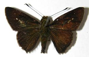  ( - 06-SRNP-35681)  @14 [ ] CreativeCommons - Attribution Non-Commercial Share-Alike (2006) Daniel H. Janzen Guanacaste Dry Forest Conservation Fund