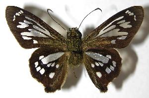  ( - 00-SRNP-2046)  @14 [ ] CreativeCommons - Attribution Non-Commercial Share-Alike (2007) Daniel H. Janzen Guanacaste Dry Forest Conservation Fund