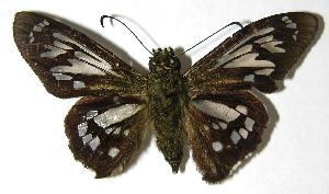  ( - 00-SRNP-2047)  @14 [ ] CreativeCommons - Attribution Non-Commercial Share-Alike (2007) Daniel H. Janzen Guanacaste Dry Forest Conservation Fund