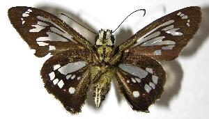  ( - 00-SRNP-2047)  @14 [ ] CreativeCommons - Attribution Non-Commercial Share-Alike (2007) Daniel H. Janzen Guanacaste Dry Forest Conservation Fund