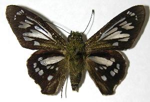  ( - 00-SRNP-2048)  @14 [ ] CreativeCommons - Attribution Non-Commercial Share-Alike (2007) Daniel H. Janzen Guanacaste Dry Forest Conservation Fund