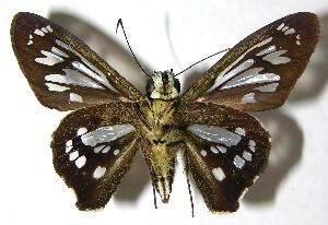  ( - 00-SRNP-2048)  @14 [ ] CreativeCommons - Attribution Non-Commercial Share-Alike (2007) Daniel H. Janzen Guanacaste Dry Forest Conservation Fund