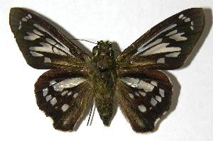  ( - 00-SRNP-2517)  @14 [ ] CreativeCommons - Attribution Non-Commercial Share-Alike (2007) Daniel H. Janzen Guanacaste Dry Forest Conservation Fund