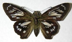  ( - 00-SRNP-2520)  @14 [ ] CreativeCommons - Attribution Non-Commercial Share-Alike (2007) Daniel H. Janzen Guanacaste Dry Forest Conservation Fund