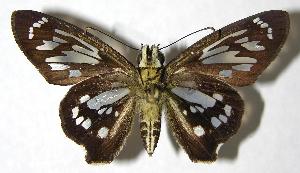  ( - 00-SRNP-2520)  @14 [ ] CreativeCommons - Attribution Non-Commercial Share-Alike (2007) Daniel H. Janzen Guanacaste Dry Forest Conservation Fund