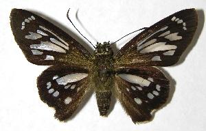  ( - 00-SRNP-2550)  @14 [ ] CreativeCommons - Attribution Non-Commercial Share-Alike (2007) Daniel H. Janzen Guanacaste Dry Forest Conservation Fund