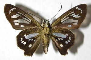  ( - 00-SRNP-2550)  @14 [ ] CreativeCommons - Attribution Non-Commercial Share-Alike (2007) Daniel H. Janzen Guanacaste Dry Forest Conservation Fund