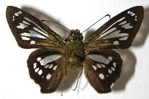  ( - 00-SRNP-2556)  @14 [ ] CreativeCommons - Attribution Non-Commercial Share-Alike (2007) Daniel H. Janzen Guanacaste Dry Forest Conservation Fund