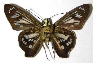  ( - 00-SRNP-2556)  @14 [ ] CreativeCommons - Attribution Non-Commercial Share-Alike (2007) Daniel H. Janzen Guanacaste Dry Forest Conservation Fund