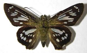  ( - 00-SRNP-2561)  @14 [ ] CreativeCommons - Attribution Non-Commercial Share-Alike (2007) Daniel H. Janzen Guanacaste Dry Forest Conservation Fund