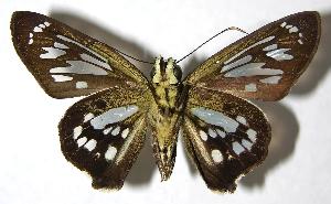  ( - 00-SRNP-2561)  @14 [ ] CreativeCommons - Attribution Non-Commercial Share-Alike (2007) Daniel H. Janzen Guanacaste Dry Forest Conservation Fund