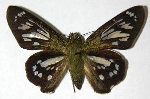  ( - 00-SRNP-2562)  @14 [ ] CreativeCommons - Attribution Non-Commercial Share-Alike (2007) Daniel H. Janzen Guanacaste Dry Forest Conservation Fund