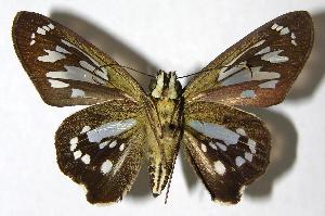  ( - 00-SRNP-2562)  @14 [ ] CreativeCommons - Attribution Non-Commercial Share-Alike (2007) Daniel H. Janzen Guanacaste Dry Forest Conservation Fund